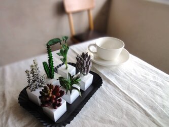 多肉植物のセットBOX ■ アロマストーンキューブ L ■ ブラックブリキトレイの画像