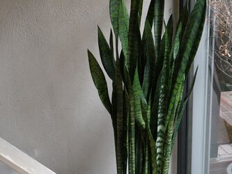 サンセベリア（大）鉢セット 観葉植物 グリーン インテリア 新生活の画像