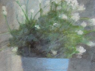 白い花/5の画像