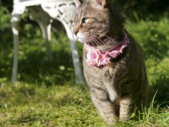 猫の首輪の画像