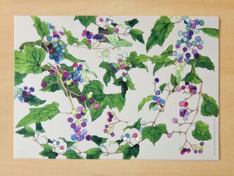 野ぶどうのラッピングペーパーの画像