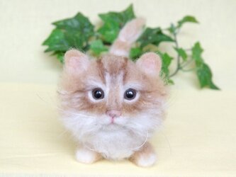 マンチカン風　モコモコ短足　子猫ちゃんの画像