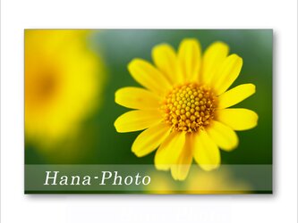 1556) 小さな黄色の花ダールベルグデージー　     ポストカード5枚組の画像