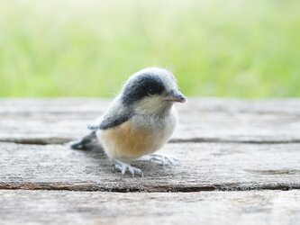 【Tg様ご予約】ヤマガラ　幼鳥の画像