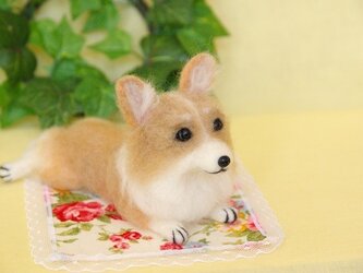 ★【ウェルシュコーギー　伏せポーズ　犬】の画像