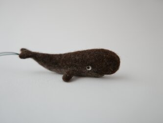 マッコウクジラの画像