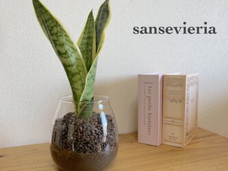 手軽に植物を！サンセベリア　ハイドロカルチャー　観葉植物　お部屋のインテリアに！の画像