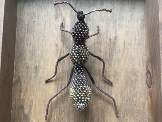 ミャンマークビナガヒメサスライハネカクシ　broochの画像