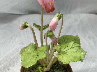 クレイの花.シクラメンピンクの画像