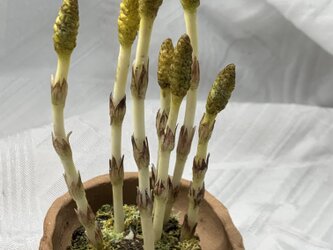 クレイの花.土筆(つくし)の画像
