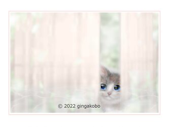 「今日というモノサシ」 猫　ほっこり癒しのイラストポストカード2枚組No.035の画像