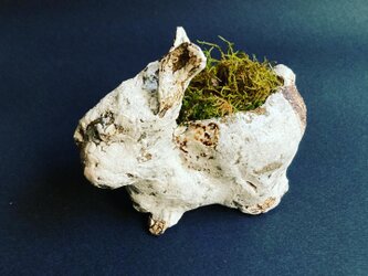 苔うさぎ_whiteの画像