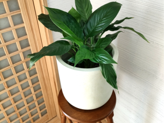スパティフィラム　観葉植物　お洒落リビング　育てやすい　インドアグリーンの画像