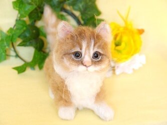 マンチカン　子猫　大きめの子の画像