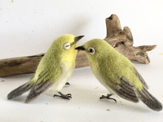 【Tm様ご予約】メジロ　つがいの画像