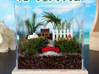 【苔テラリウム・手作りキット一式】キューブ型の画像