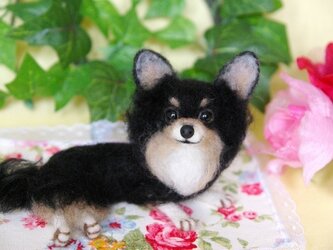 ★【 ロングコート チワワ　★ブラックタン 犬】の画像