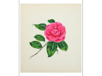 作品絵はがき「乙女椿」 受注生産の画像