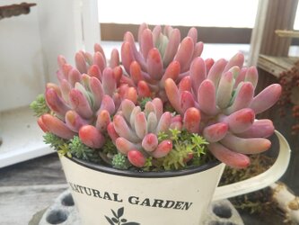 多肉植物 恋心の寄せ植えの画像