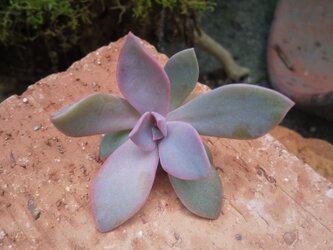 多肉植物 初恋  カット苗 １つの画像