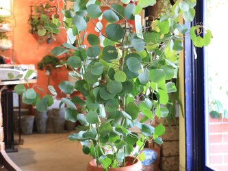 現物　＜再々入荷＞とっても大きな♡ユーカリ ポポラスの木　ハートの葉っぱ　鉢付の画像