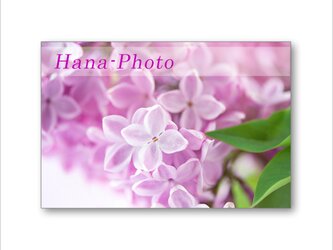 1579) お洒落で、華やかなライラック  　ポストカード5枚組の画像