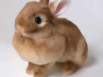＜受注制作＞うさぎのぬいぐるみ　ネザーランドドワーフの画像