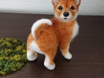 小さな柴犬…まだ子犬…羊毛フエルトの画像