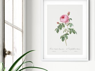A4【アンティーク ボタニカルフラワー ピンクの薔薇キャベッジ・ローズ１】インテリア フラワーアートポスター Étape２の画像