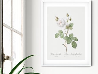 A4【アンティーク ボタニカルフラワー 白い薔薇ホワイト モス ローズ】インテリア フラワーアートポスター Étape３の画像