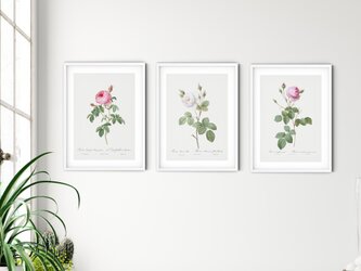 A4サイズ ３枚組【アンティーク ボタニカルフラワー ピンクと白の３種類の薔薇】インテリア フラワーアートポスター Étape１の画像