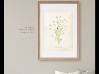 A4【カモミール植物標本】インテリア アートポスター　 アンティークペーパー背景の画像