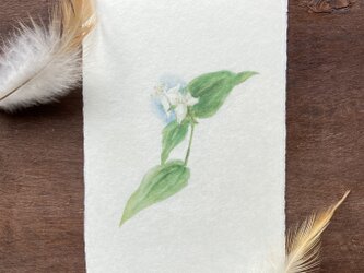絵葉書【常盤露草】の画像