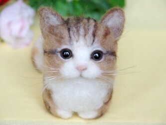 【香箱座り】 まったり猫ちゃんの画像