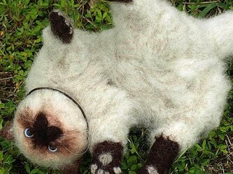 ヒマラヤンの子猫♪コロンちゃん♪【ペットぬいぐるみオーダー】の画像