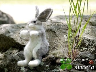野兎の子：八兵衛【貴方のウサギのぬいぐるみ作ります】の画像