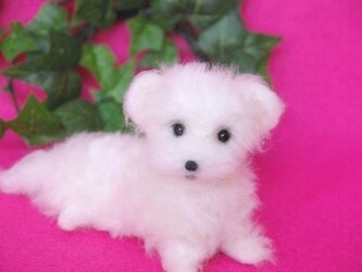 ★【パピー　マルチーズ　ホワイト】　犬　の画像