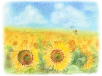 夏休みのひまわり畑の画像