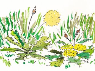 タンポポの水彩絵の画像
