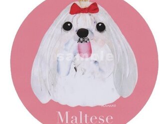 マルチーズ/ロングヘアー《犬種名ステッカー/小型犬》の画像