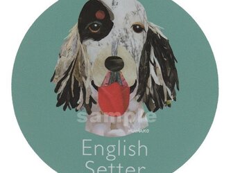 イングリッシュ セター《犬種名ステッカー/大型犬》の画像