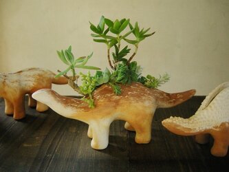 恐竜(多肉植物・大)の画像