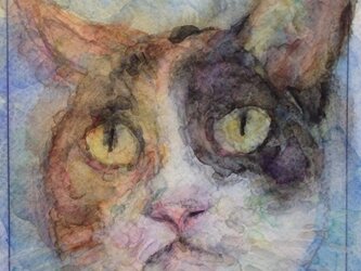 ミケの画像