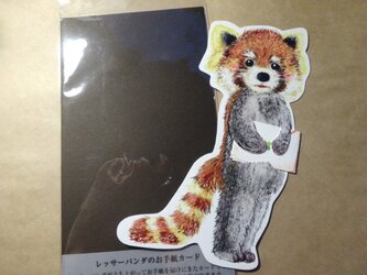 レッサーパンダのお手紙カードの画像