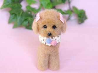 子犬　プードルちゃん　癒しのお顔の画像