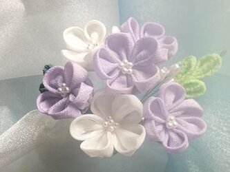 ⑪プチかんざし(白紫)の画像