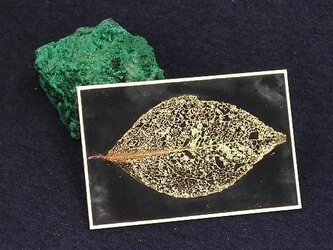 葉脈カルタ「椿」(金砂子黒地)の画像