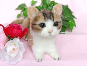 可愛い子猫ちゃんの画像