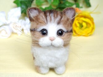 【香箱座り】 まったり子猫ちゃんの画像