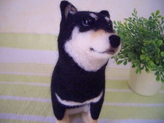 黒柴犬＊羊毛フェルトの画像